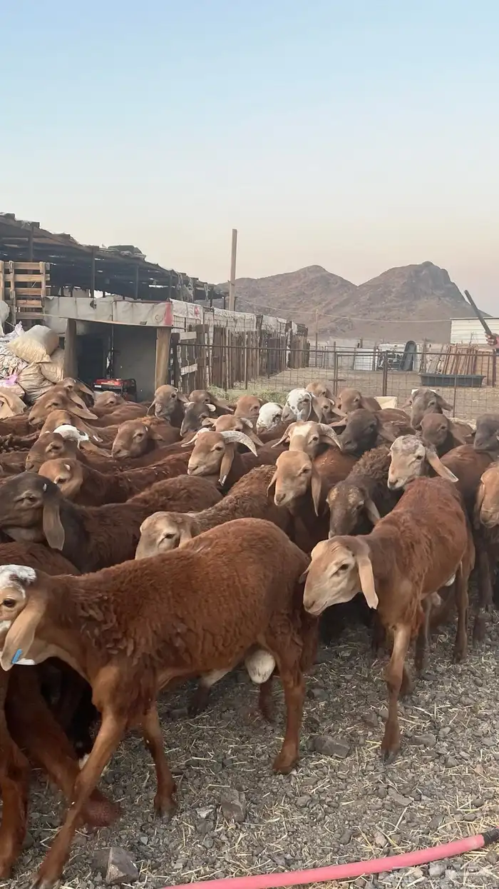 طليان سواكن حمري جادعان مرابى 0