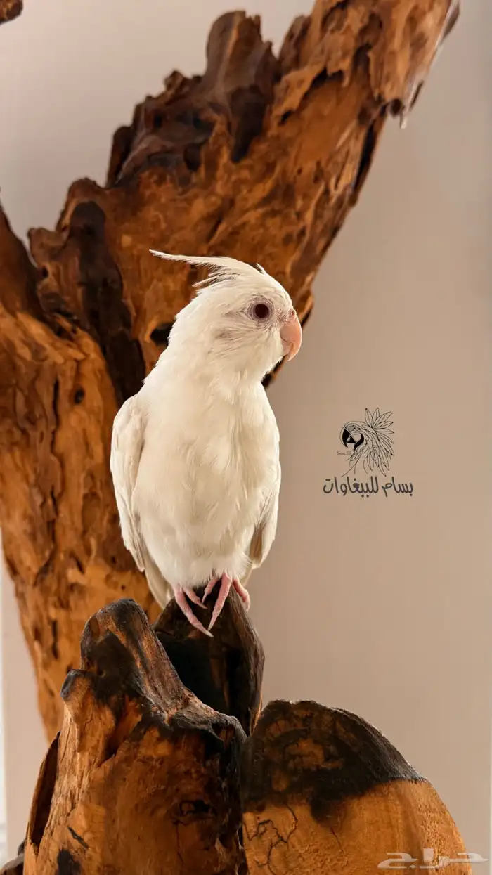 كروان البينو اليف وهدد داخلي ماشاءالله 0