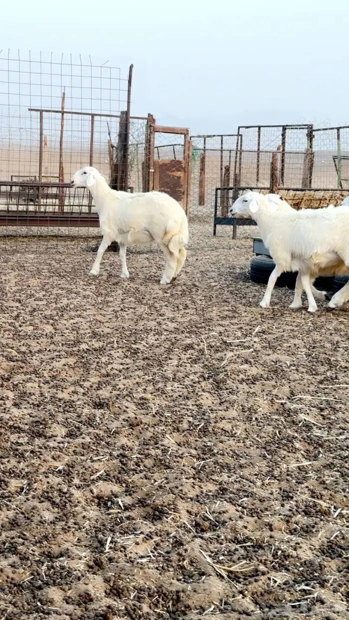 رخال حرية صنف الصنف العرض 2 للاعلان السابق 2