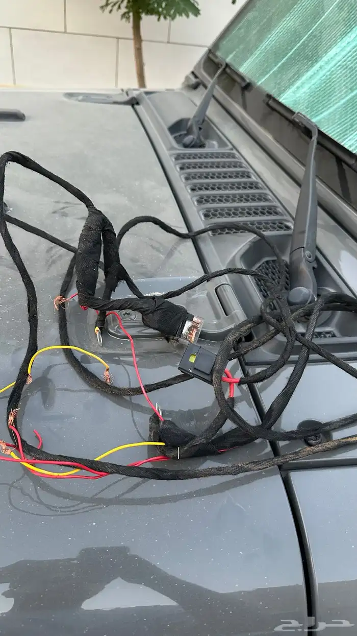 كشاف كبوت برتقالي 2