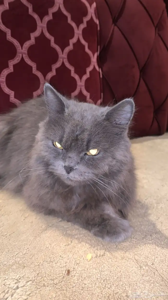 قطوه للبيع أليفه متربيه للتواصل على الرقم 3