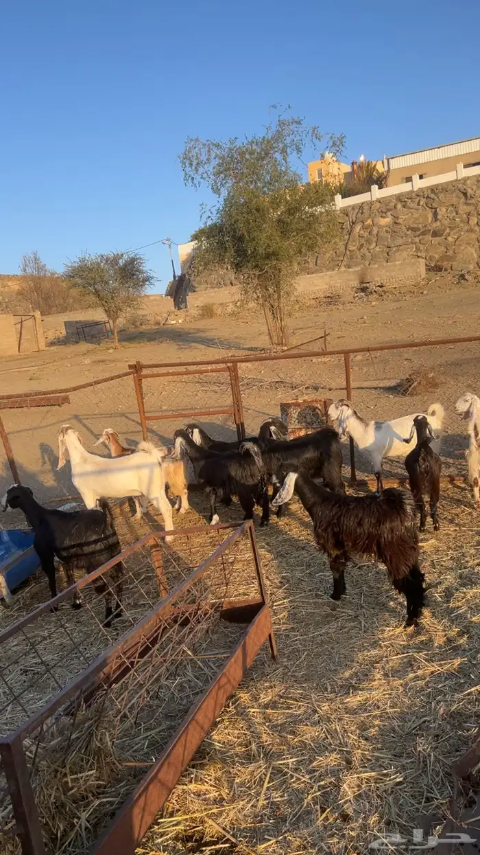 معزا للبيع 6