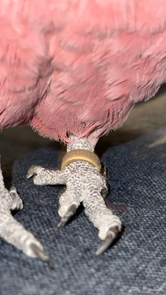 كوكاتو قالا 1