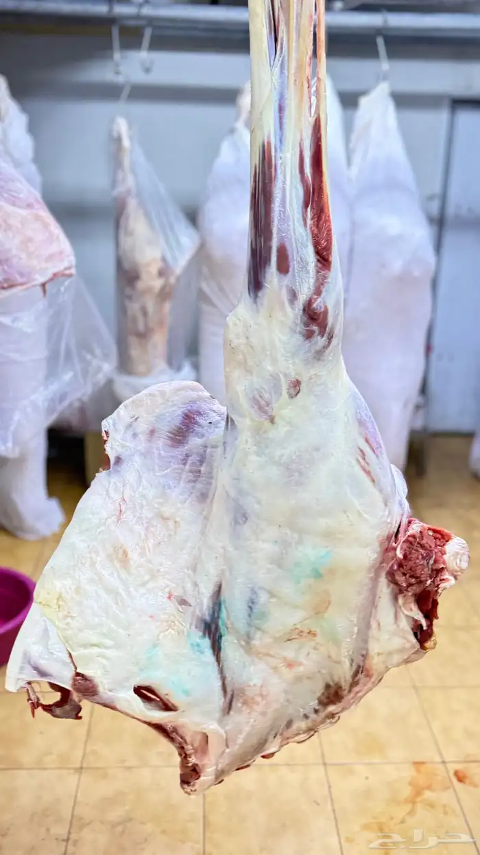 حوار بلدي ذبح يومي 4