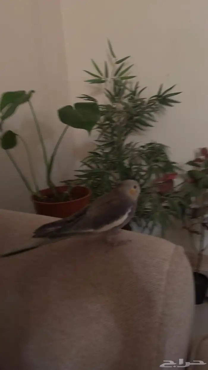 مفقود طير كروان رصاصي بعنيزه 0