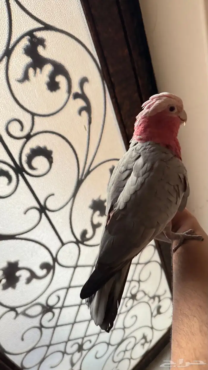 كوكاتو قالا 2