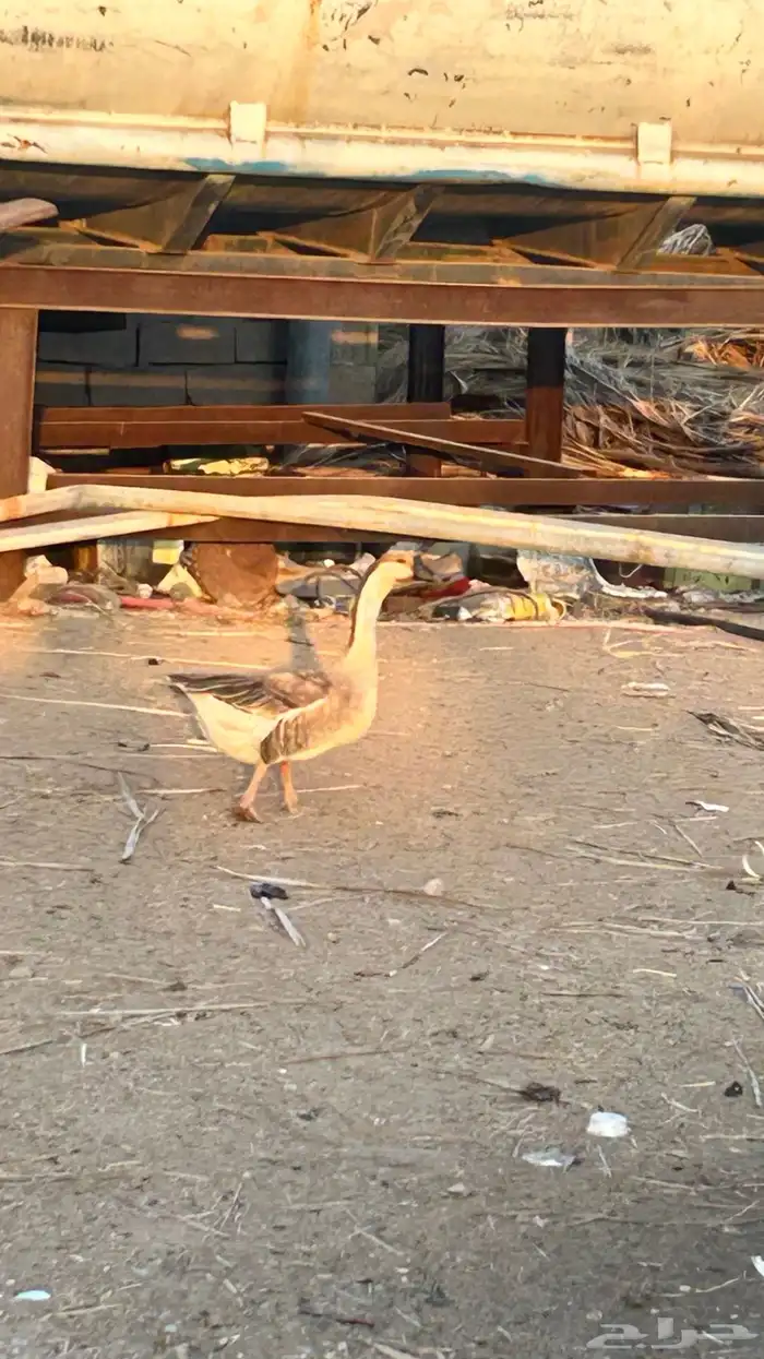 وز عراقي (كوبرا) 5