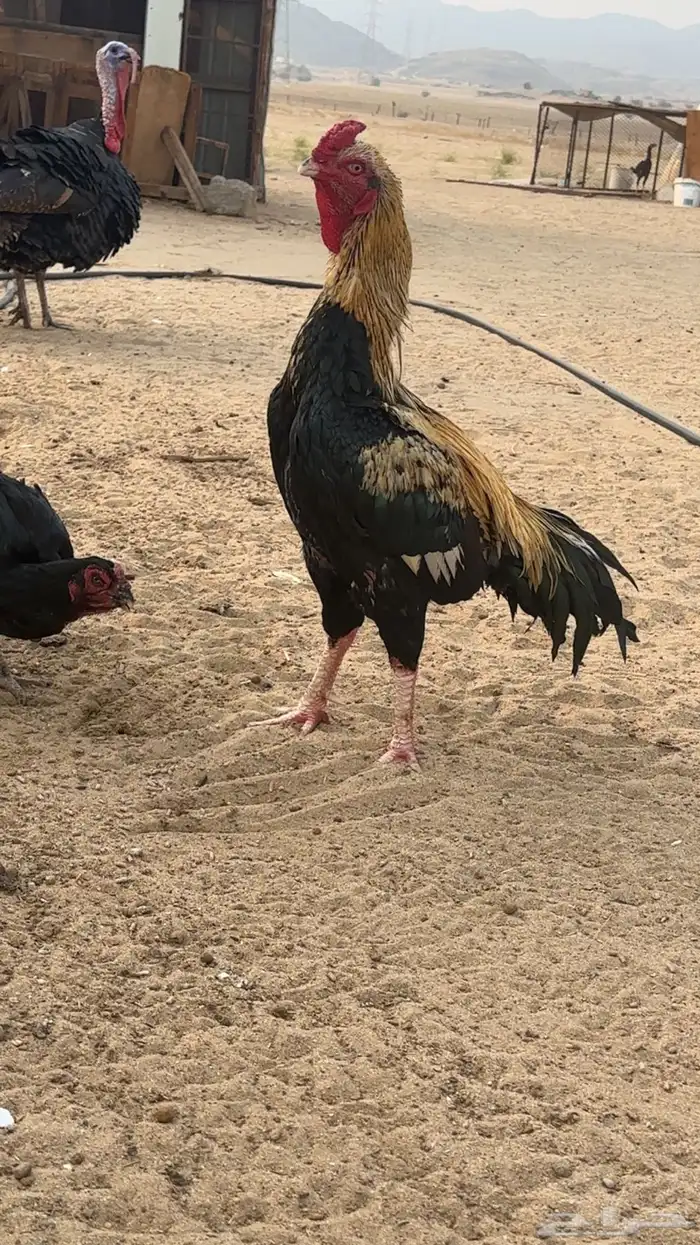 ديك سنودي بيور 0