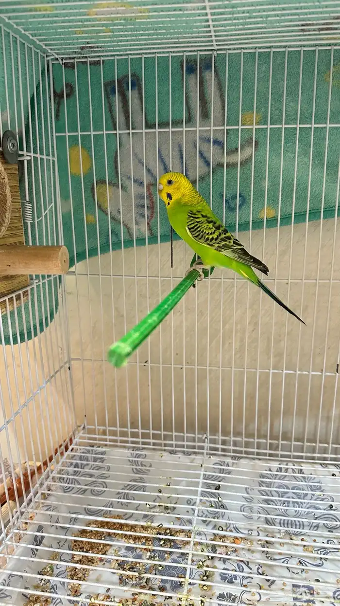 انثى بادجي للبيع جاهزه 0