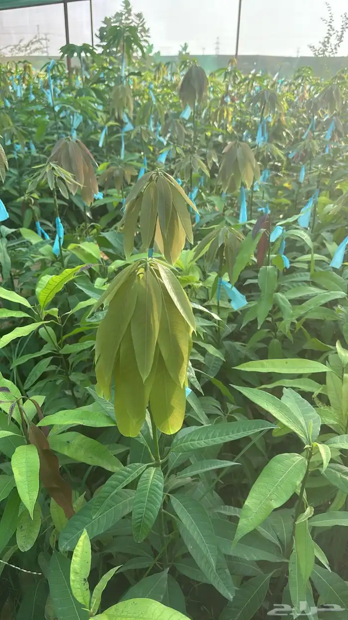 شتلات مانجو وتين رمان 8