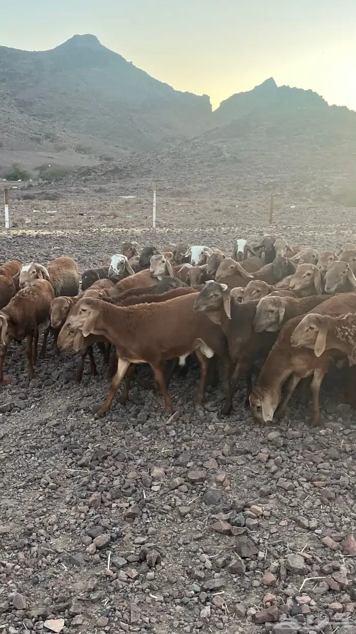 طليان سواكن حمري جادعان مرابى 13