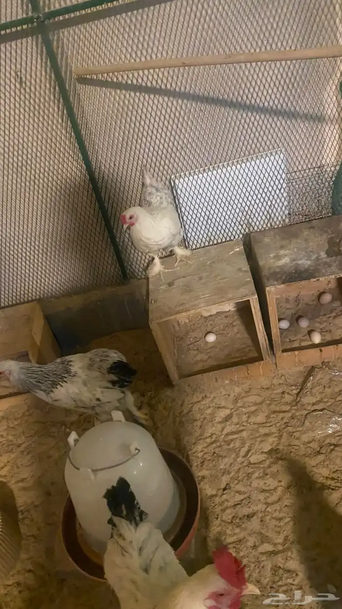 للبيع دجاج امريكي اللي له خاطر يجي 4