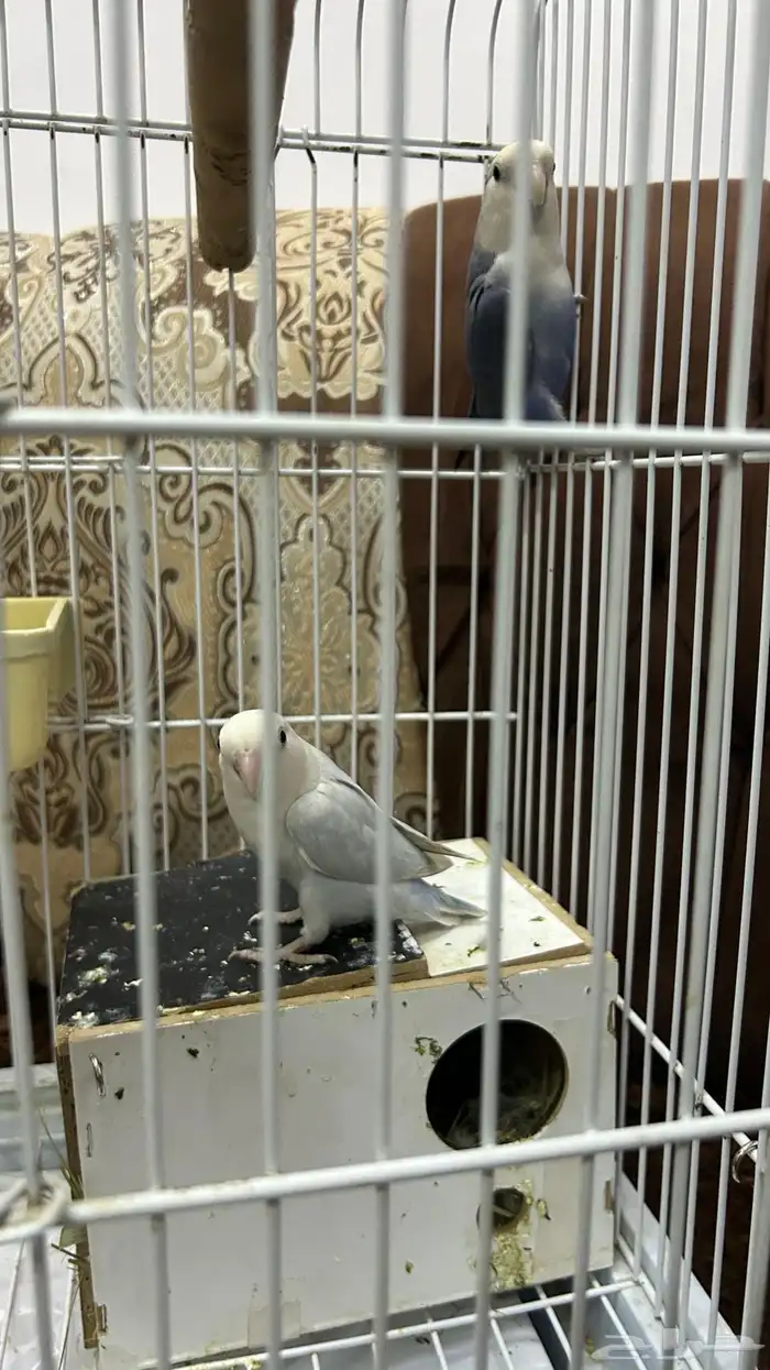 زوجين روز للبيع 1