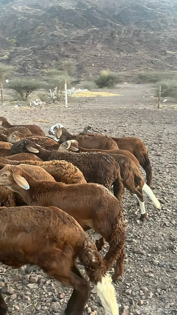 طليان سواكن حمري جادعان مرابى 16