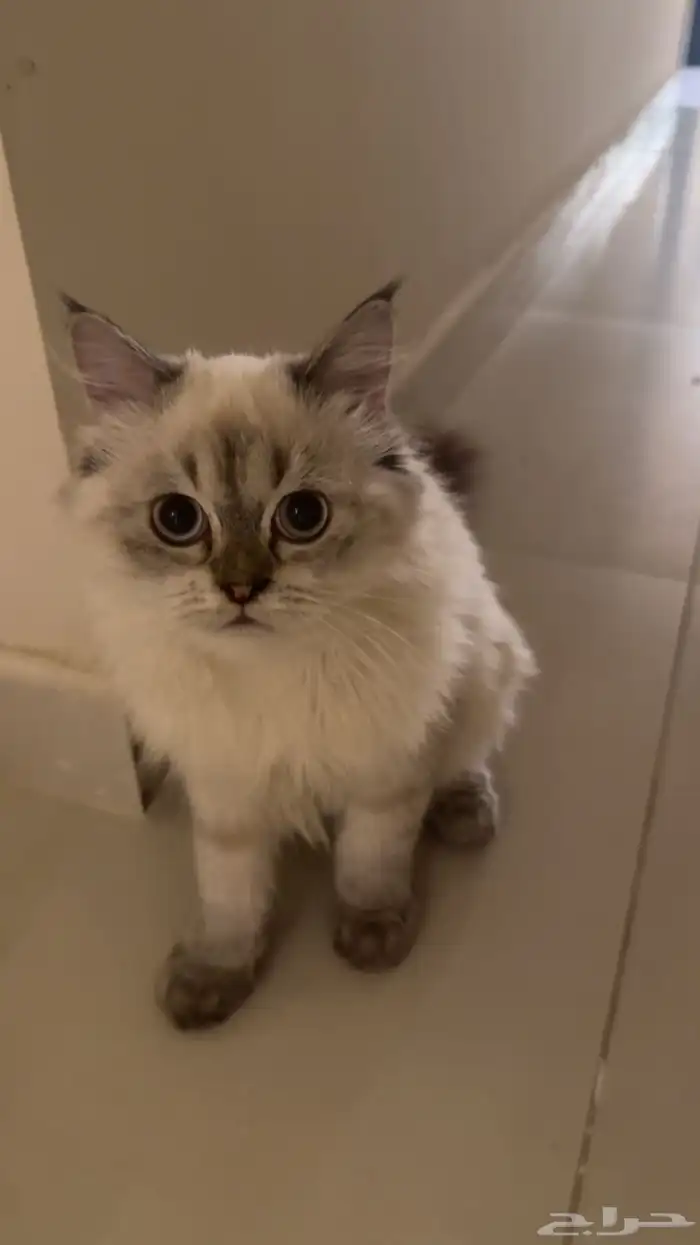 قط للتبني ذكر 2