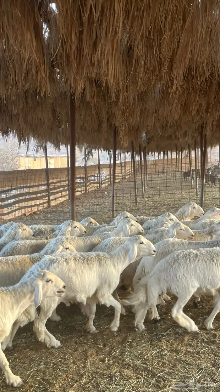 طليان حري ذبائح جادعان 4