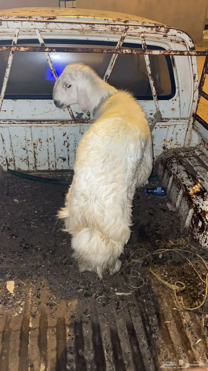 للبيع خروف 1