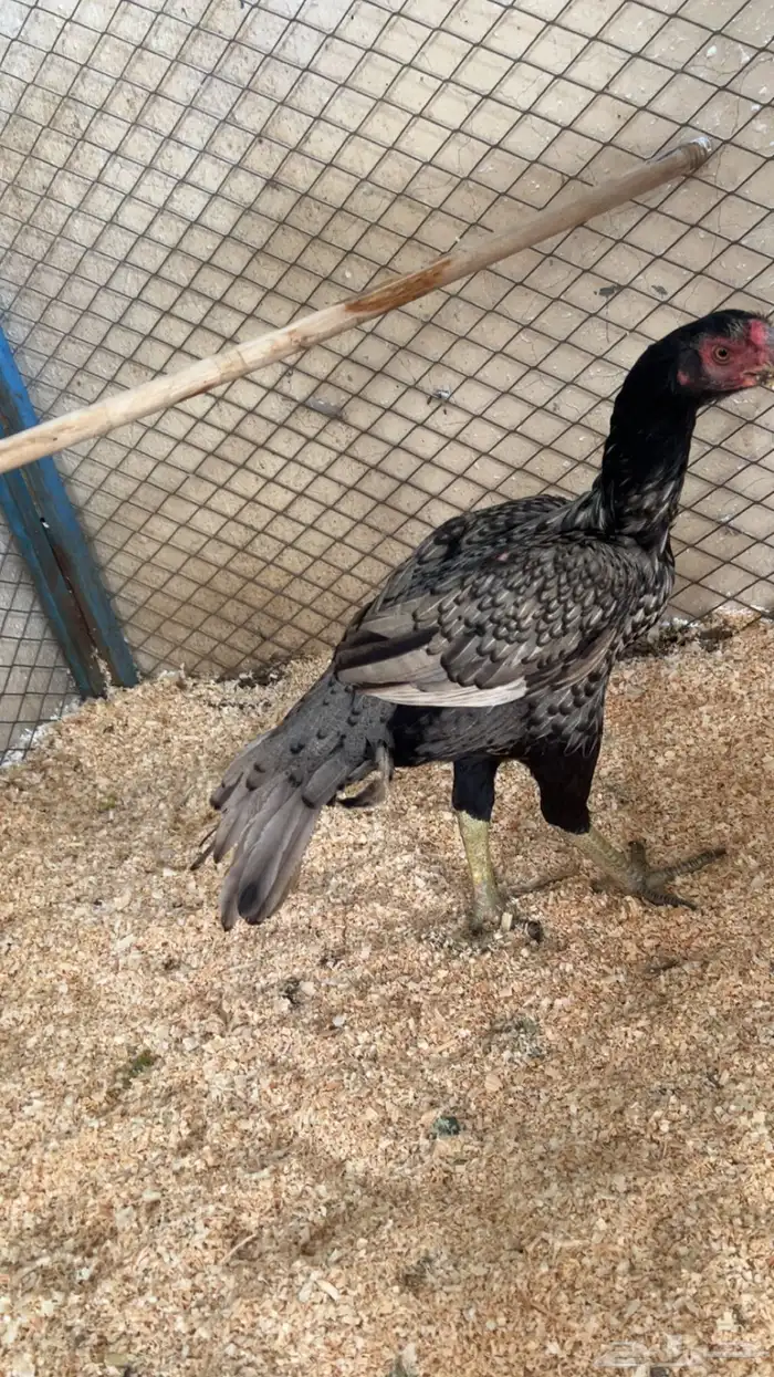 طقم اذناب الهند 4