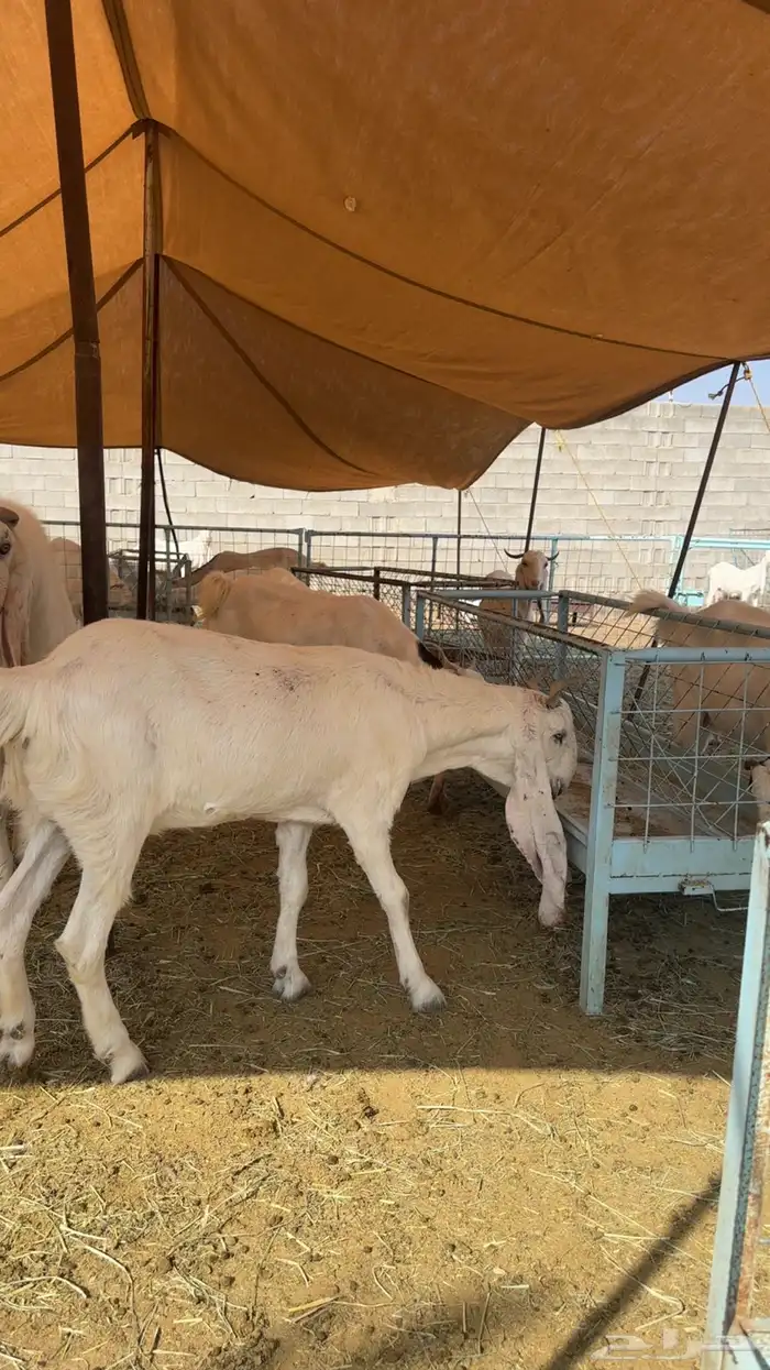 مراح معزا مطورات صنف 12