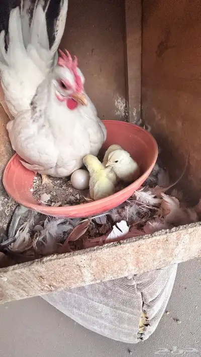 زوج دجاج اقزام جبانيز كلومبي منتج بفروخه index