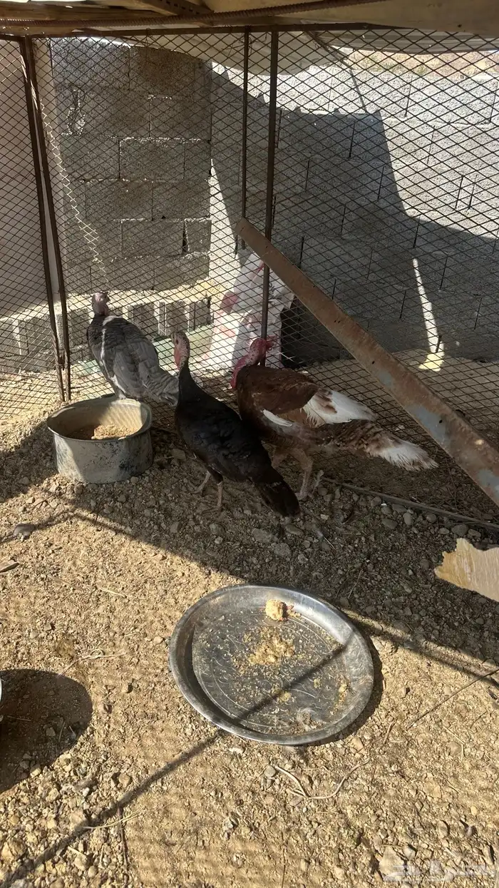 دجاج بلدي ودجاج رومي للبيع 2