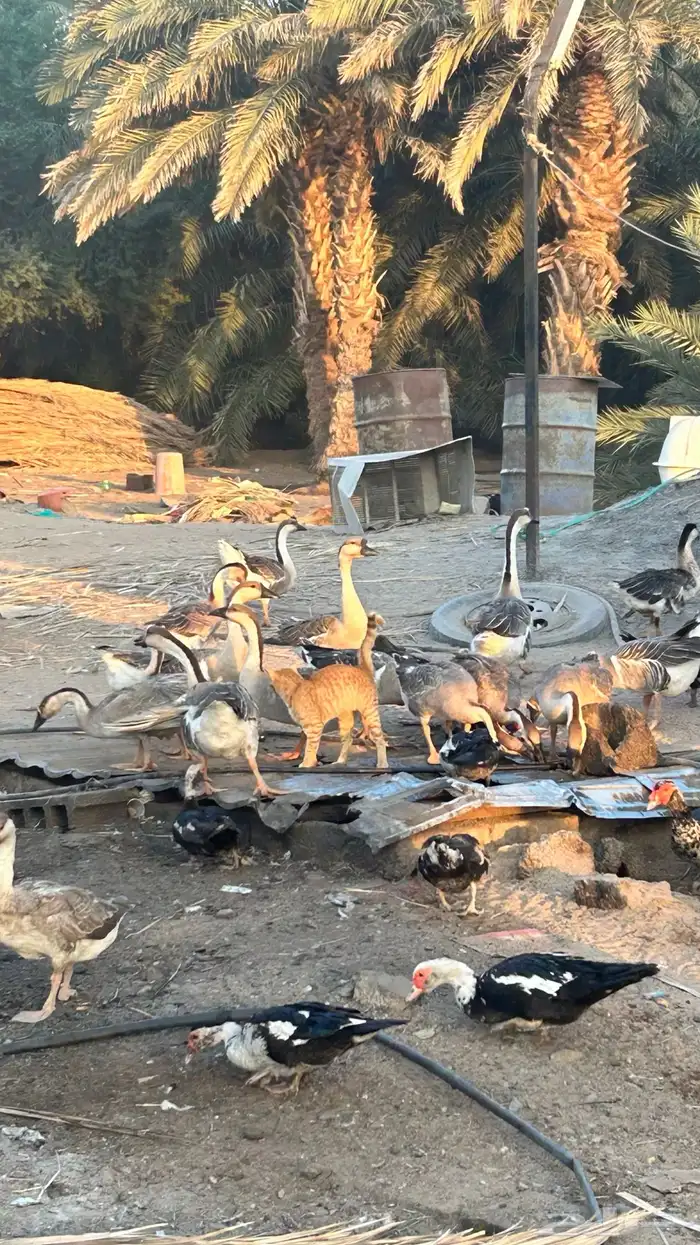 وز عراقي (كوبرا) 6