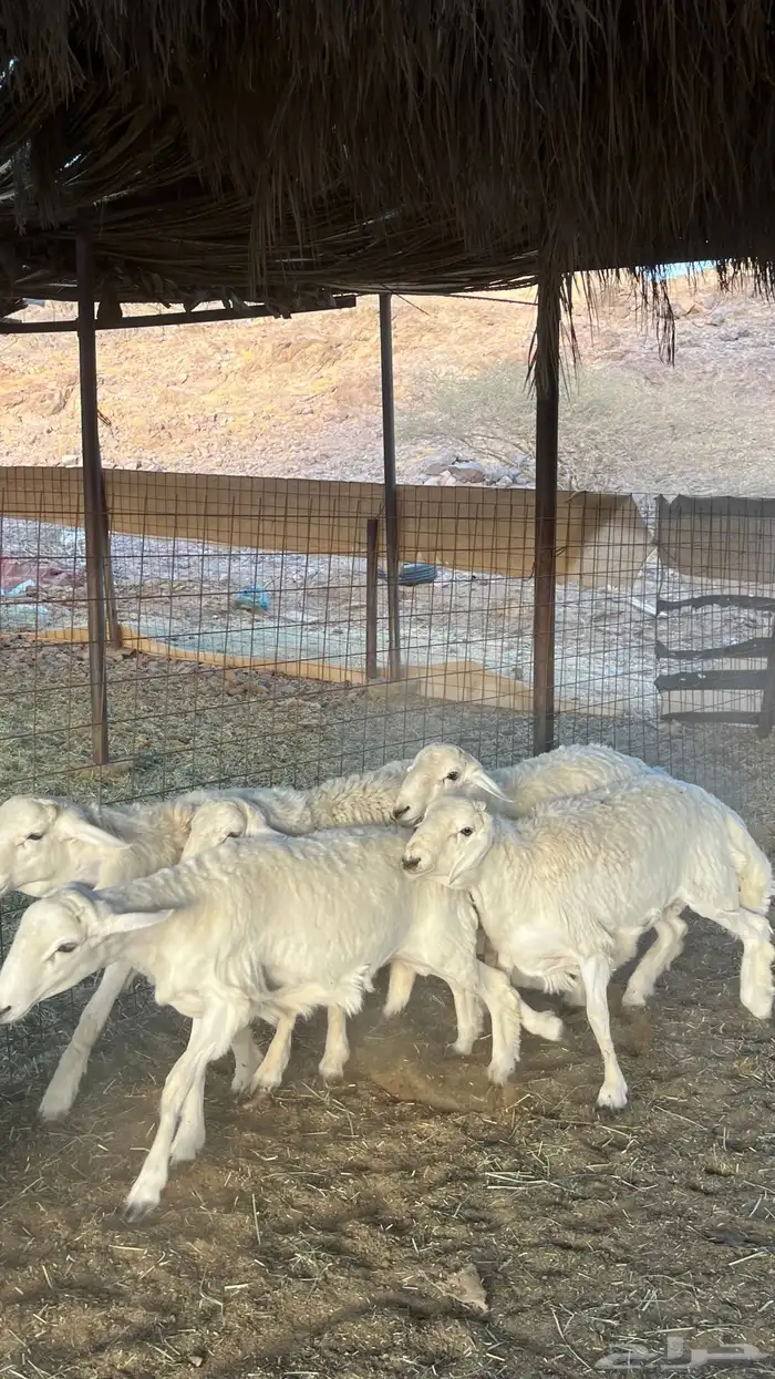 طليان حري ذبائح جادعان 24