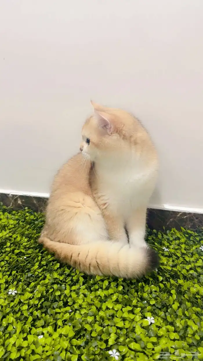 ذكر برتش ny12 مسجل من أب وأم مسجلين 5