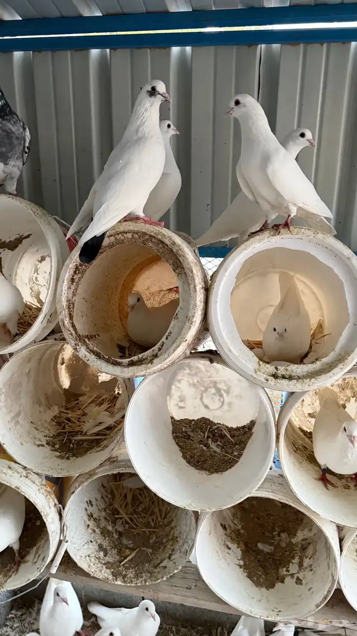 حمام فرنسي فاخررر ومنتج 9