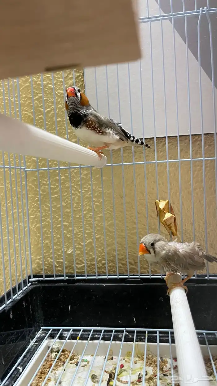 جوز زيبرا تحته بيض 5