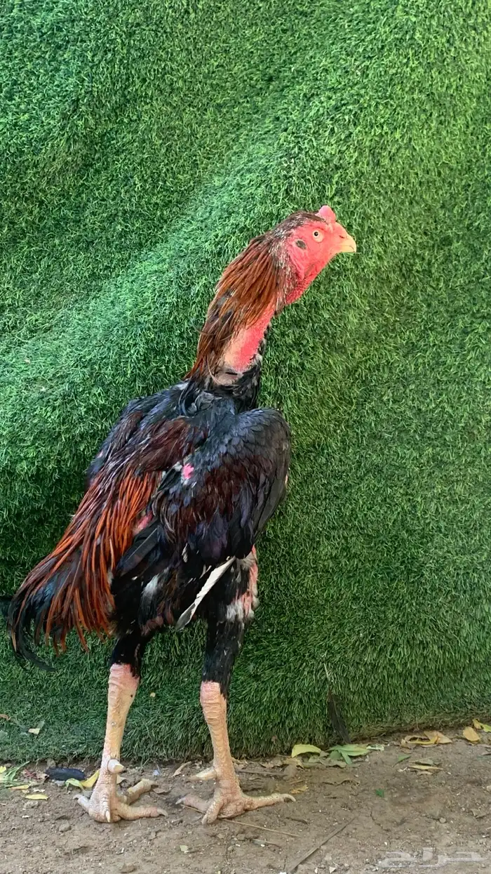 للبيع ديك شامو ياباني 1