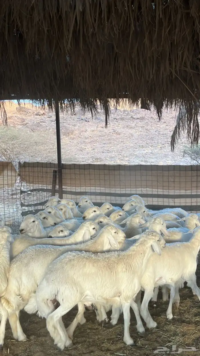 طليان حري ذبائح جادعان 12