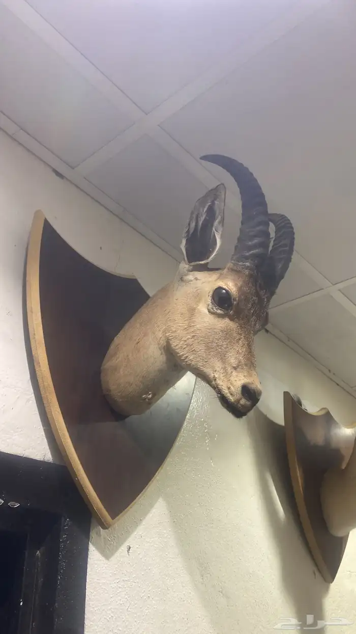 غزالان للبيع 0