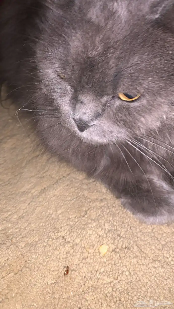 قطوه للبيع أليفه متربيه للتواصل على الرقم 4