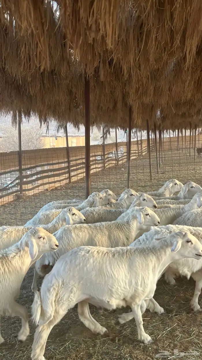طليان حري ذبائح جادعان 3