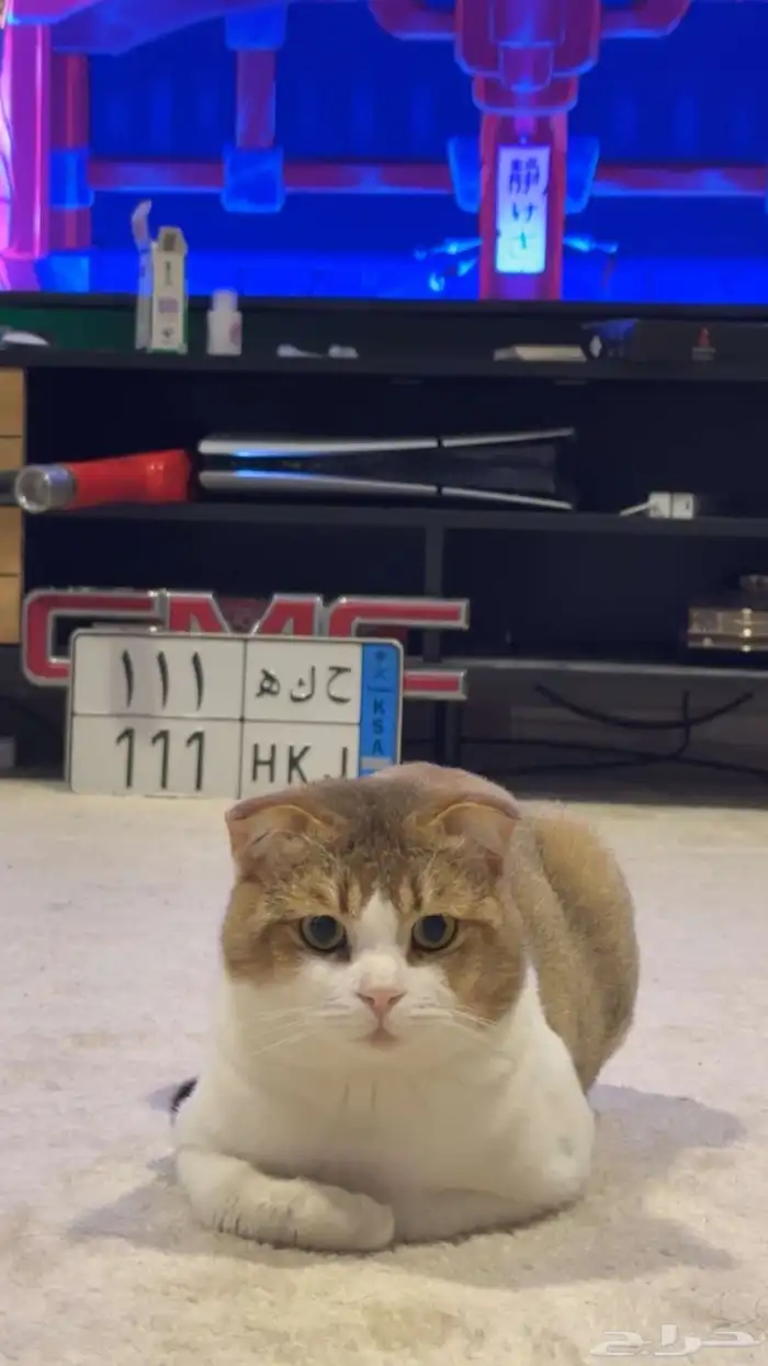 قطو سكوتش مهجن 3