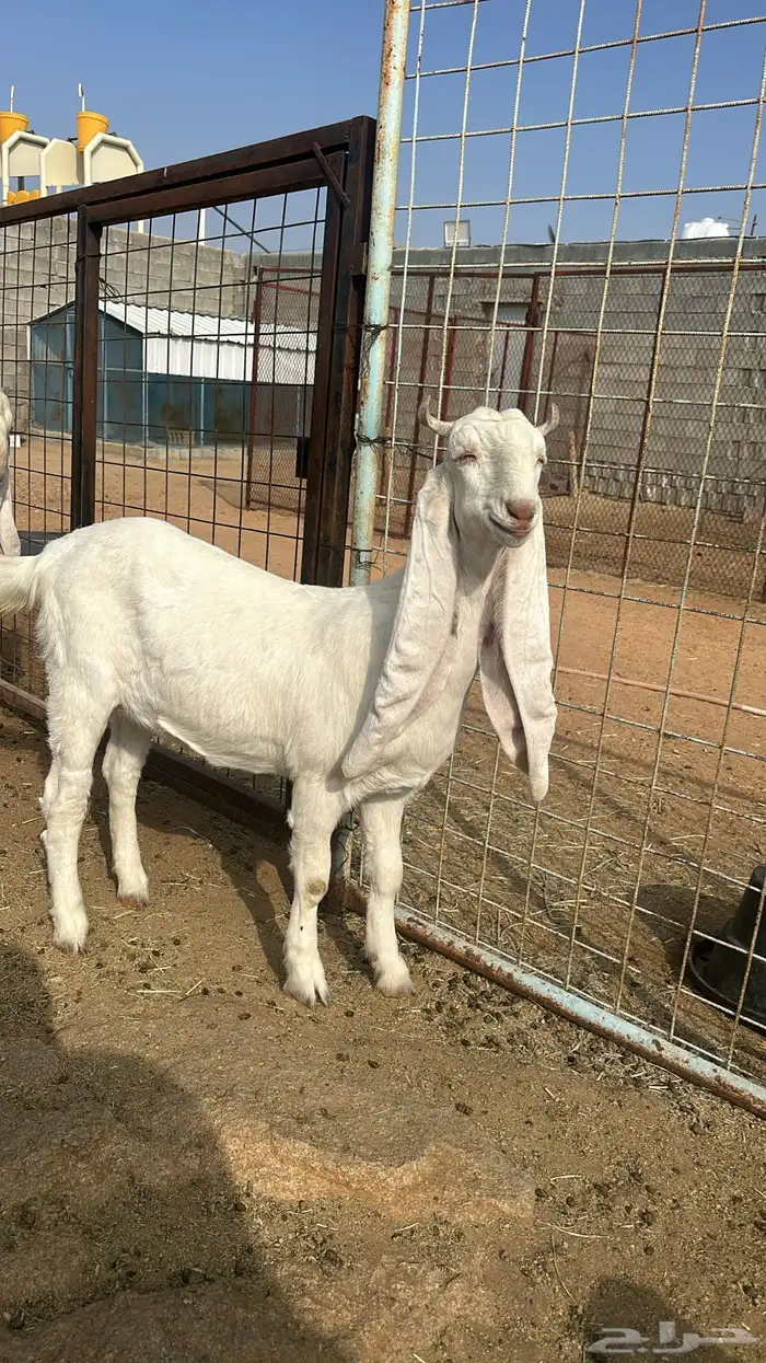 مراح معزا مطورات صنف 0