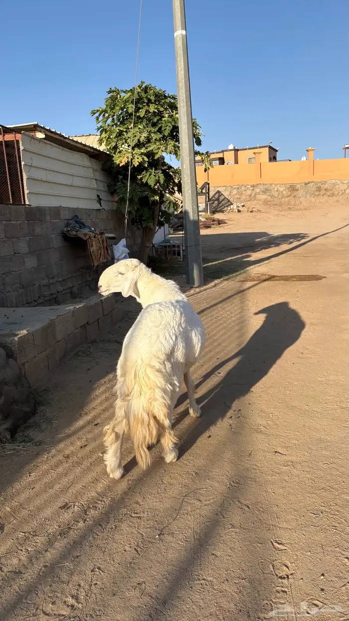 خروف فحل توه  رباع ارتفاع أربع بلكات السوم 5500 3