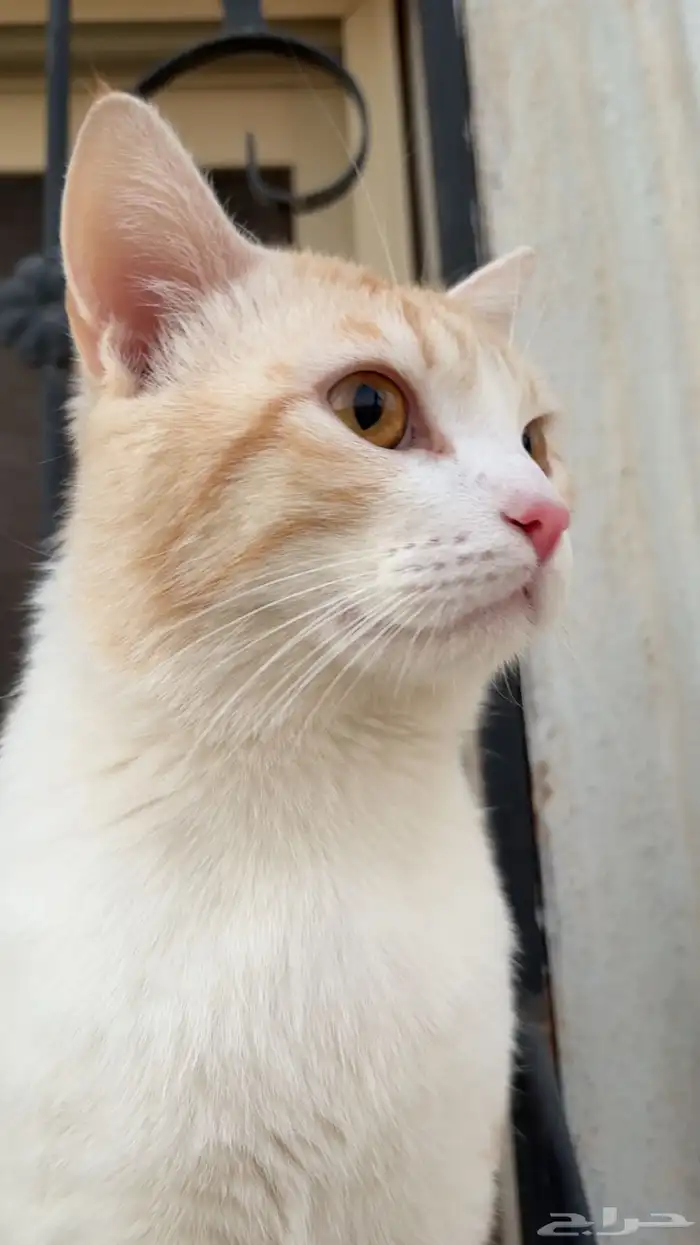 الي يحصله يقولي امانه 0