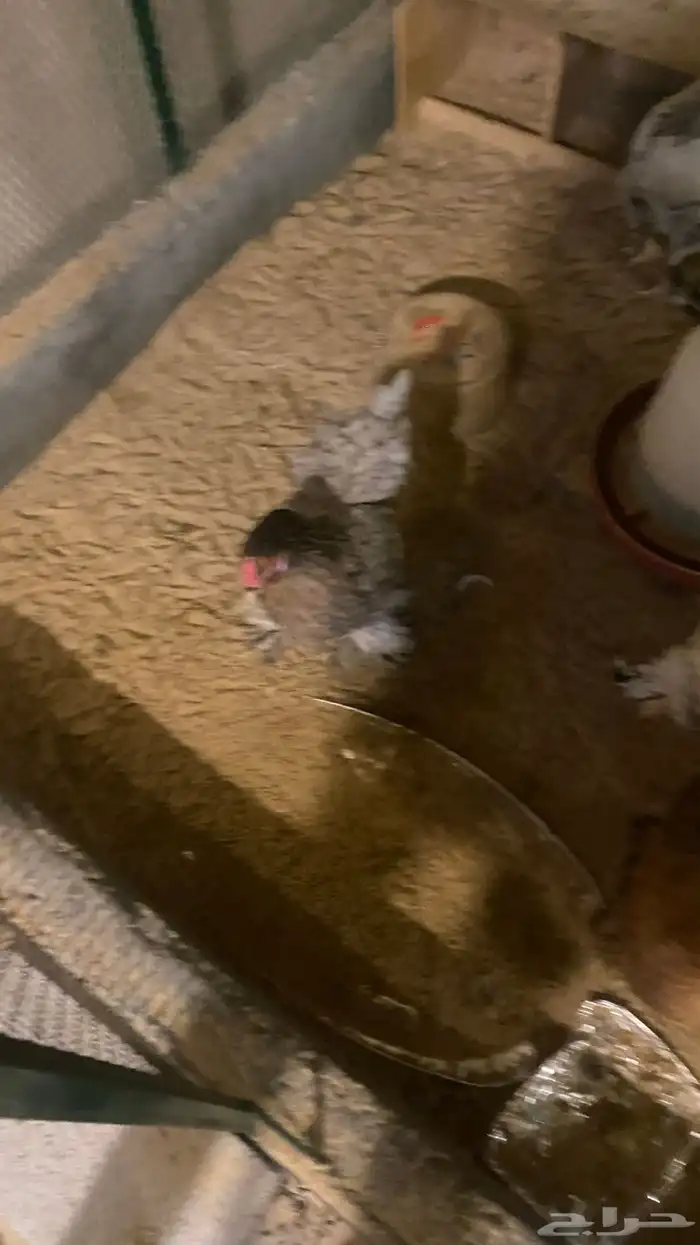 للبيع دجاج امريكي اللي له خاطر يجي 1