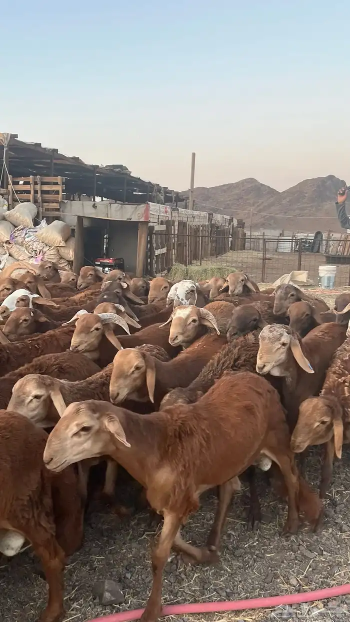 طليان سواكن حمري جادعان مرابى 3