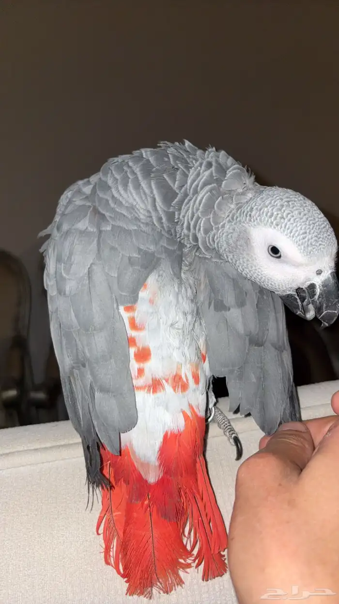 ببغاء كاسكو افريقي طفرة حمرا 4