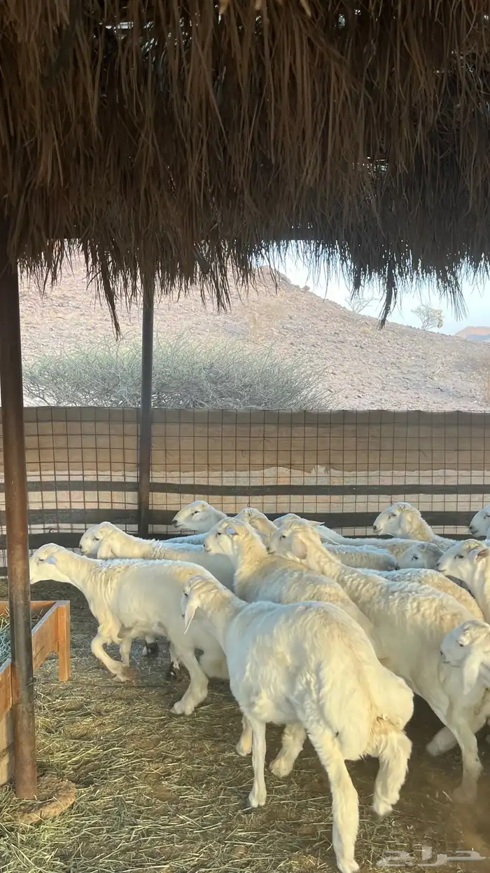 طليان حري ذبائح جادعان 16