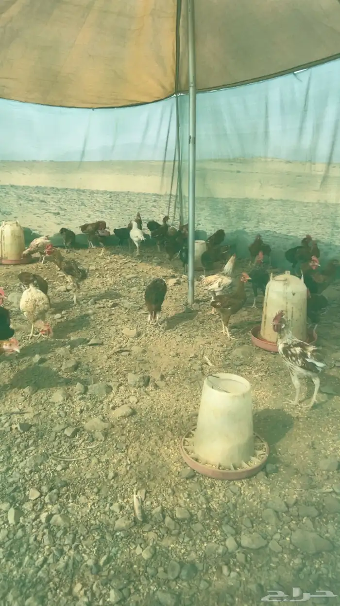 ديوك للبيع 2