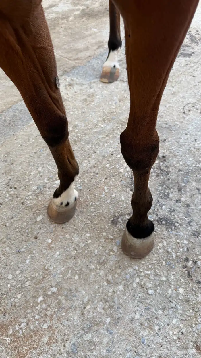 فرس حمراء للبيع 3