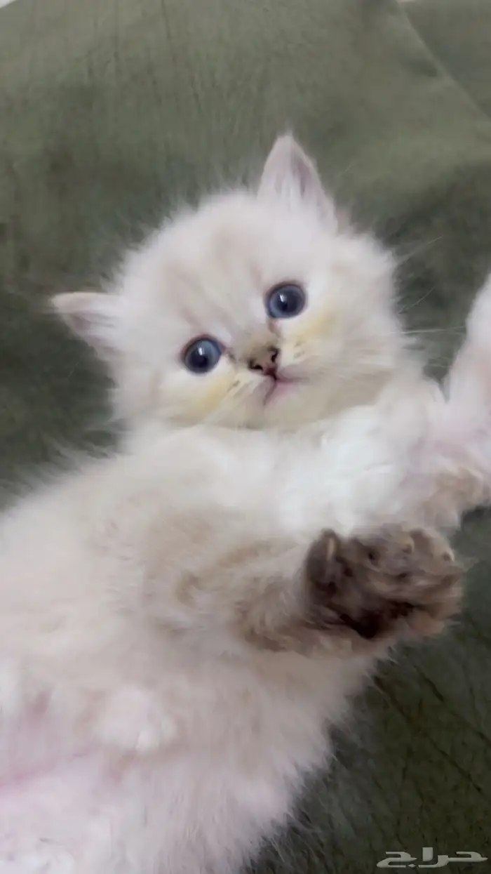 قط همالايا 0