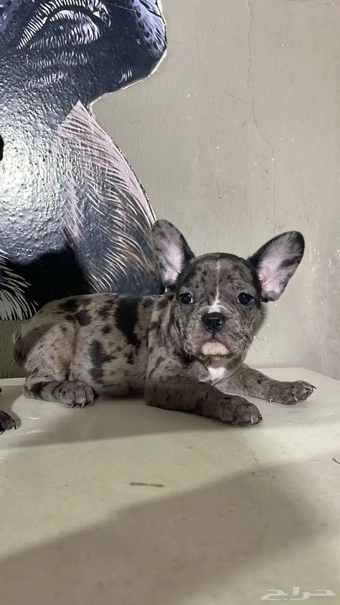 جراء فرنش بولدج 1