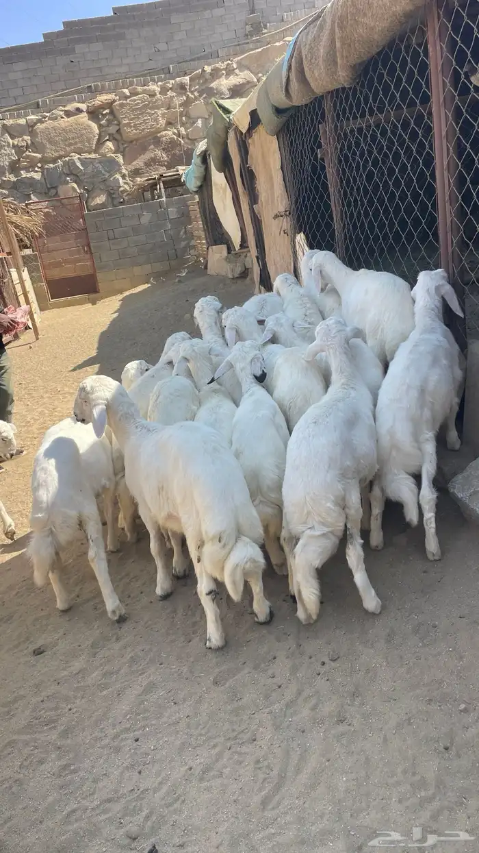 خرفان ورخال 1