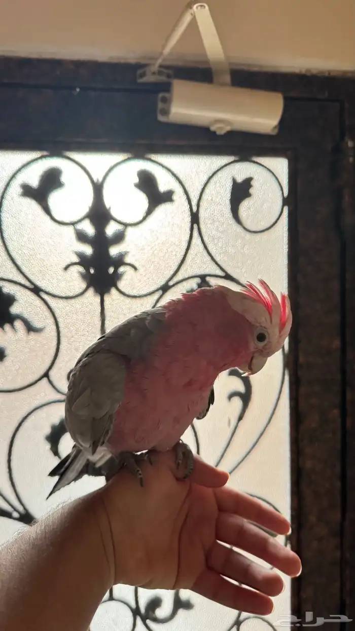 كوكاتو قالا 0