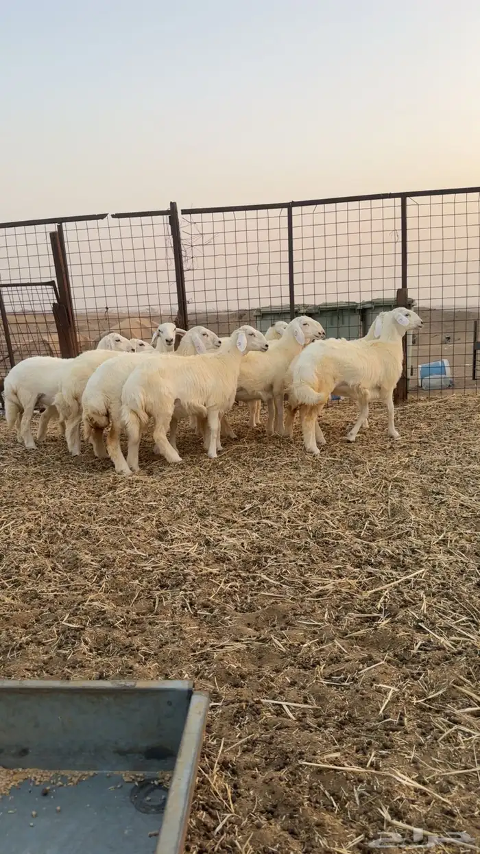 رخال حرية صنف الصنف العرض 2 للاعلان السابق 6